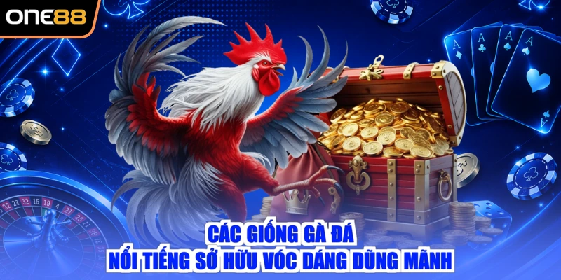 Các giống gà đá nổi tiếng sở hữu vóc dáng dũng mãnh