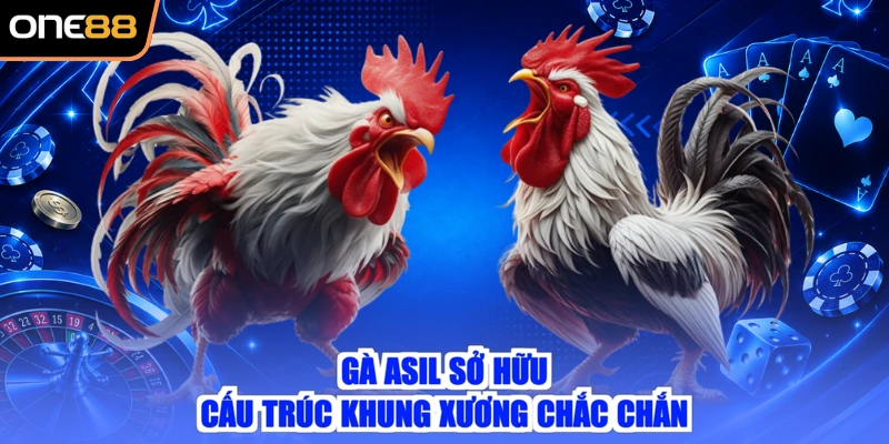 Gà Asil sở hữu cấu trúc khung xương chắc chắn